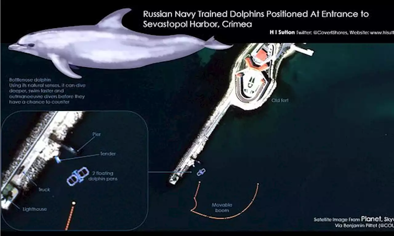 Russia 'deployed dolphins to protect naval base' against Ukraine