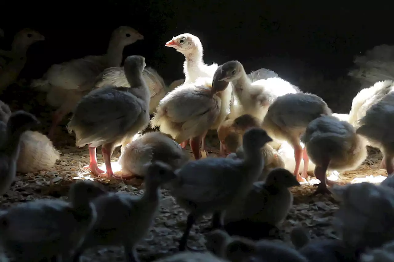 First case of human bird flu infection found in Colorado