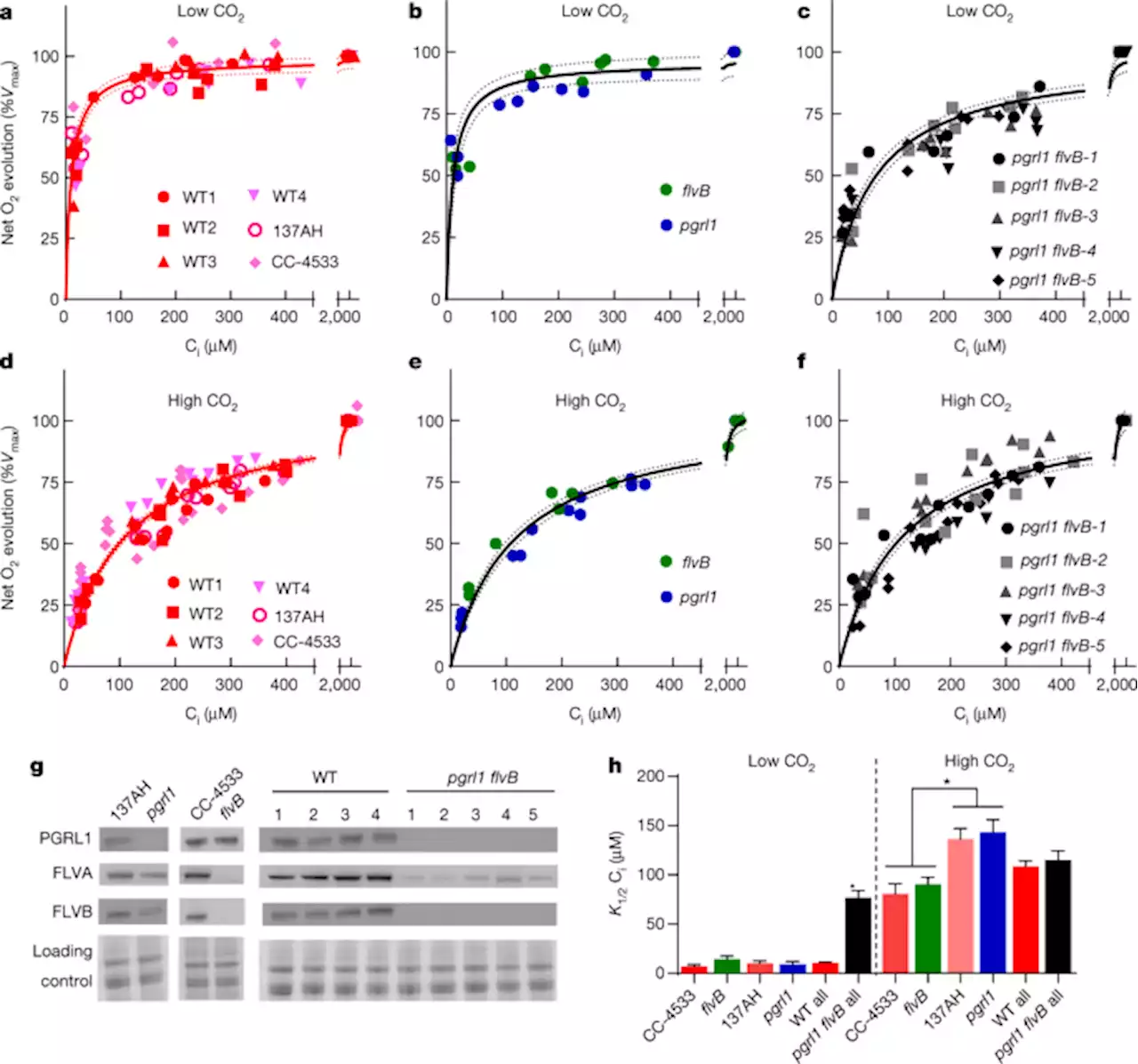 Alternative photosynthesis pathways drive the algal CO2-concentrating mechanism - Nature