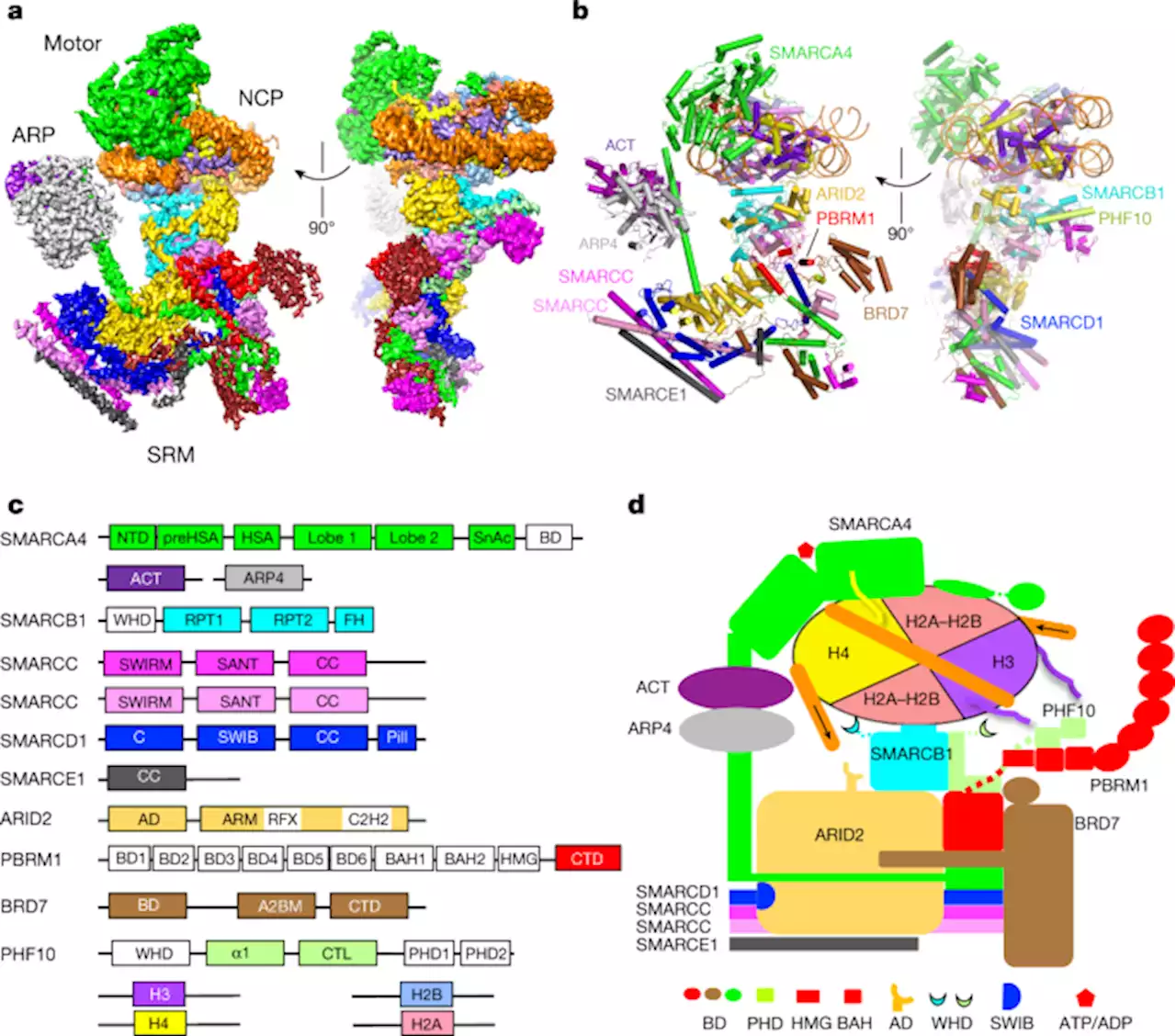 Structure of human chromatin-remodelling PBAF complex bound to a nucleosome - Nature