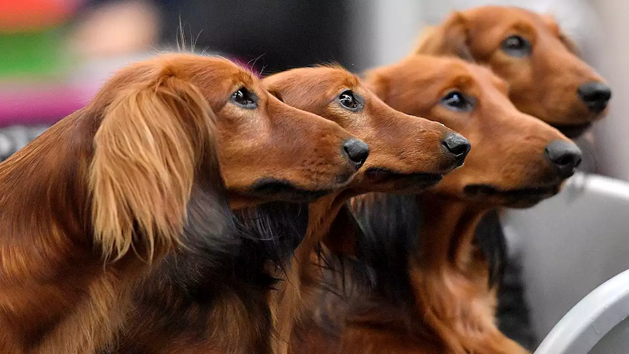 Your Dog's Personality May Have Little to Do With Its Breed