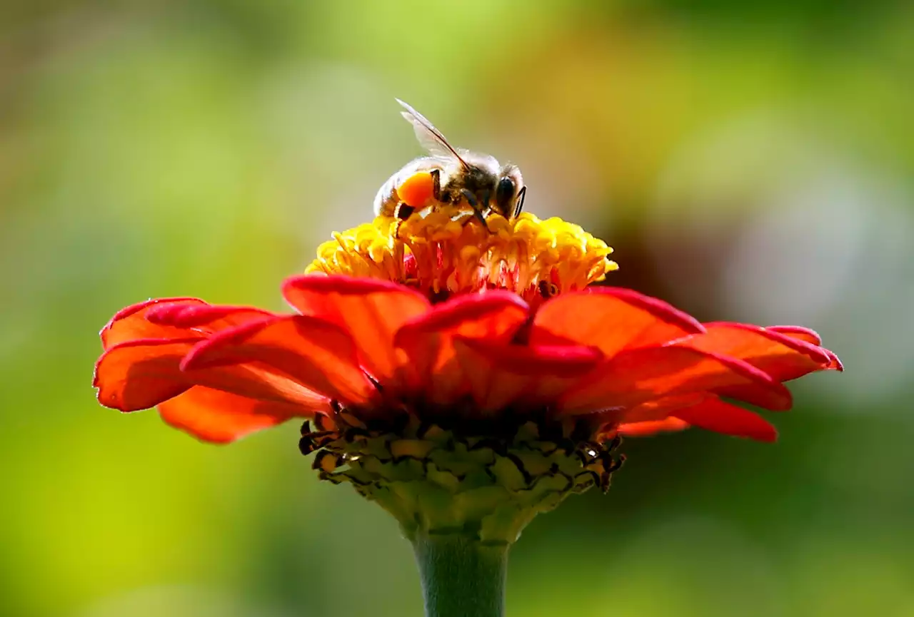 Millions of Bees En Route to Alaska Die After Airline Shipping Mishap