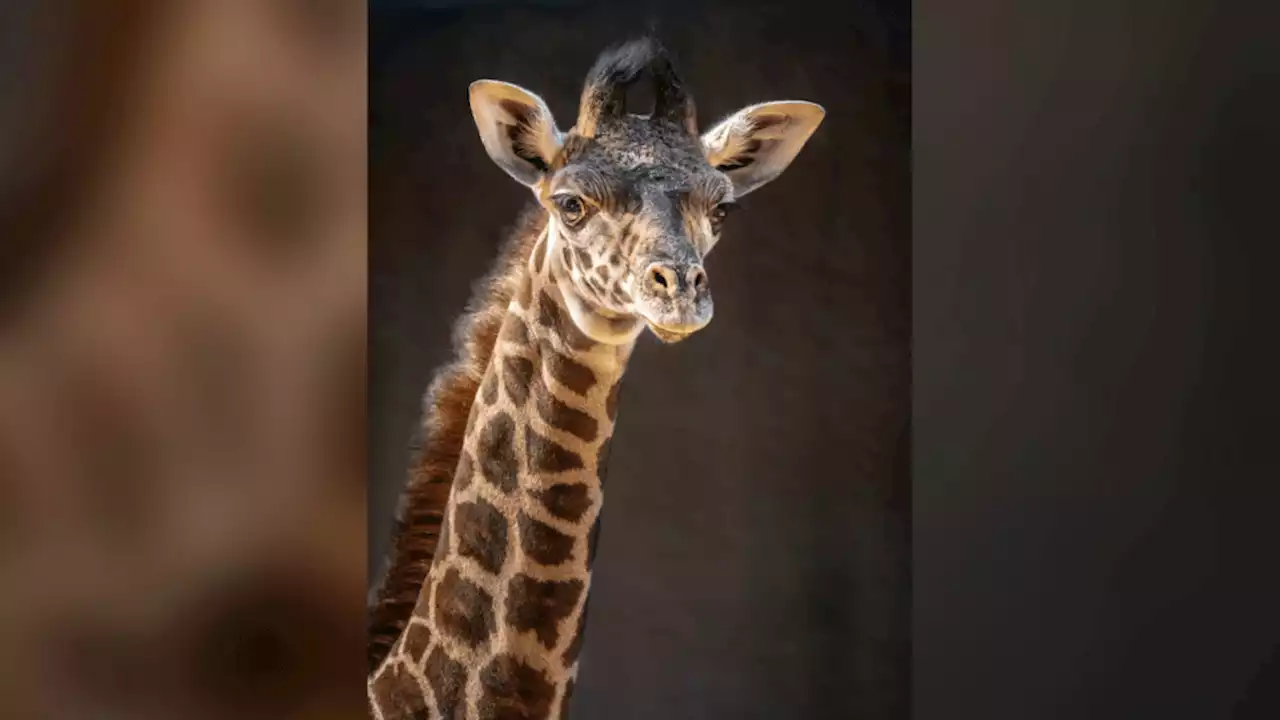 Meet the LA Zoo's New Baby Giraffe, The Tallest Calf in the Zoo's History