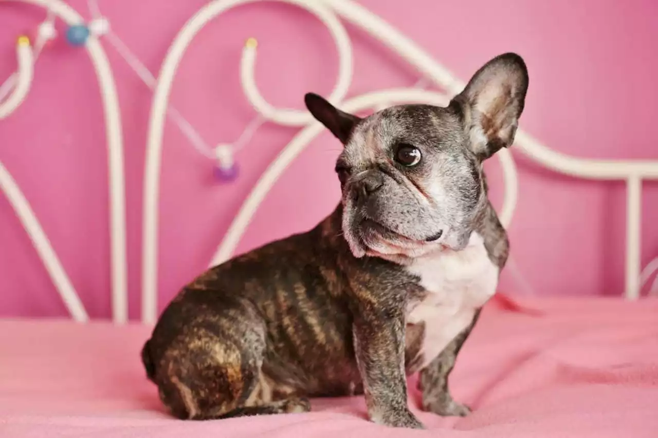 French bulldogs are the shortest-lived dog breed in the UK