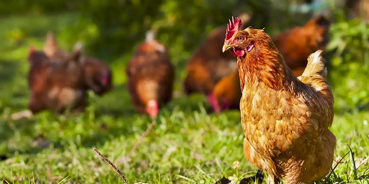 What You Need to Know About the First Human Case of H3N8 Bird Flu