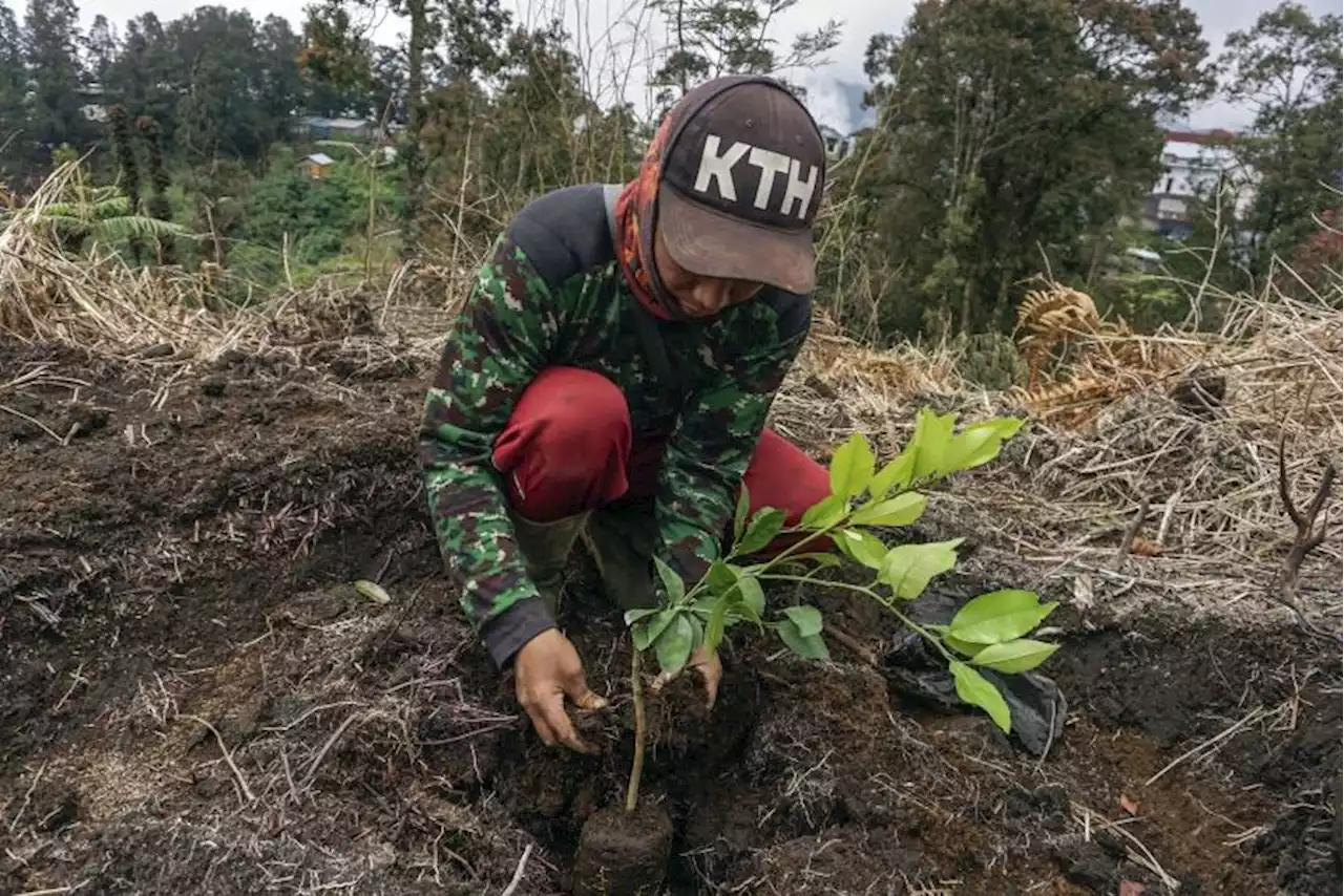 PLN Flores Gandeng Pemkab Sikka Tanam 1.000 Bibit Pohon |Republika Online