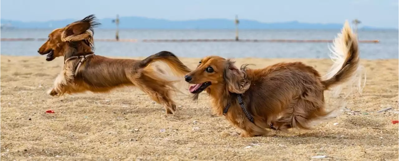 Dog Breeds Don't Explain Their Behavior as Much as We Think, Scientists Say