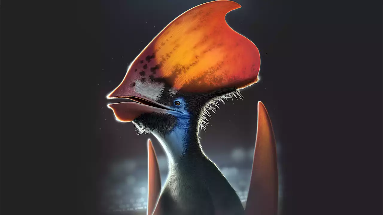 Pterosaurs may have had brightly colored feathers on their heads