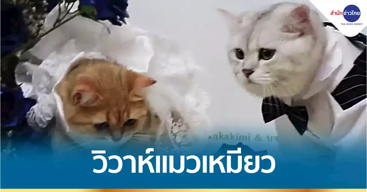 ทาสแมวร่วมเเสดงความยินดี วิวาห์แมวเหมียว