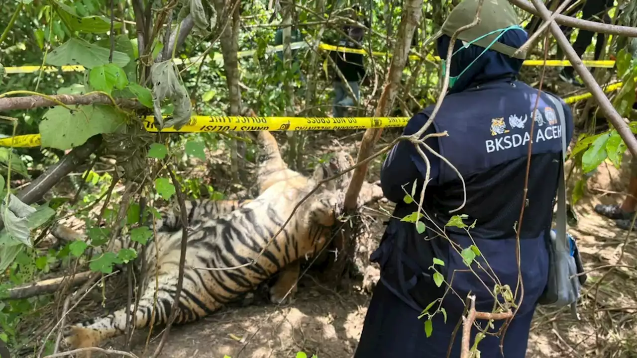 Ditangkap, Dua Tersangka Pembunuh Tiga Harimau Sumatra di Aceh