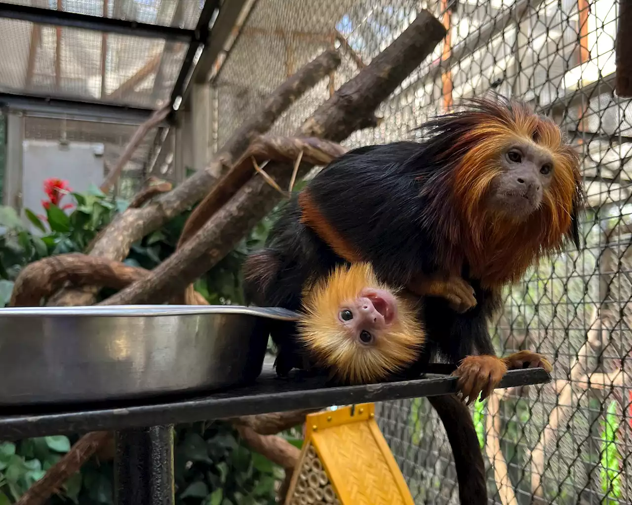 Meet the National Zoo's Adorable New Babies