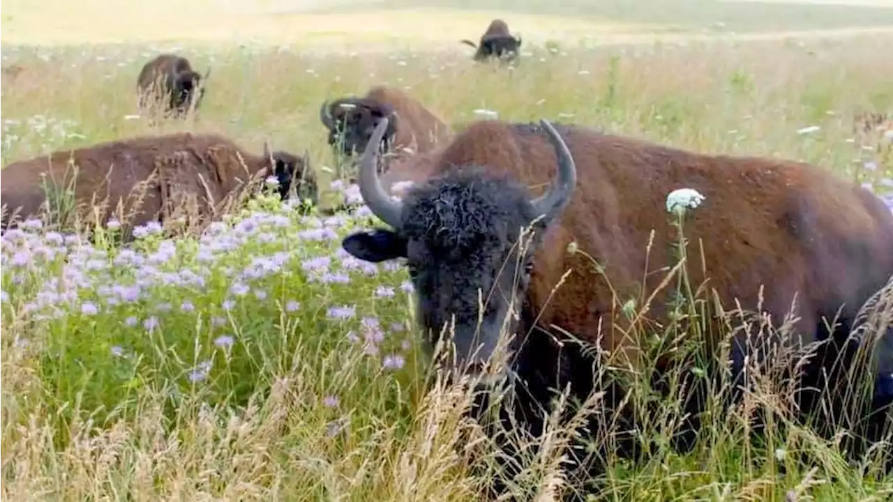 Baby Boom: Bison Calf, Pair of Eaglets Are Chicago Region’s Newest Residents