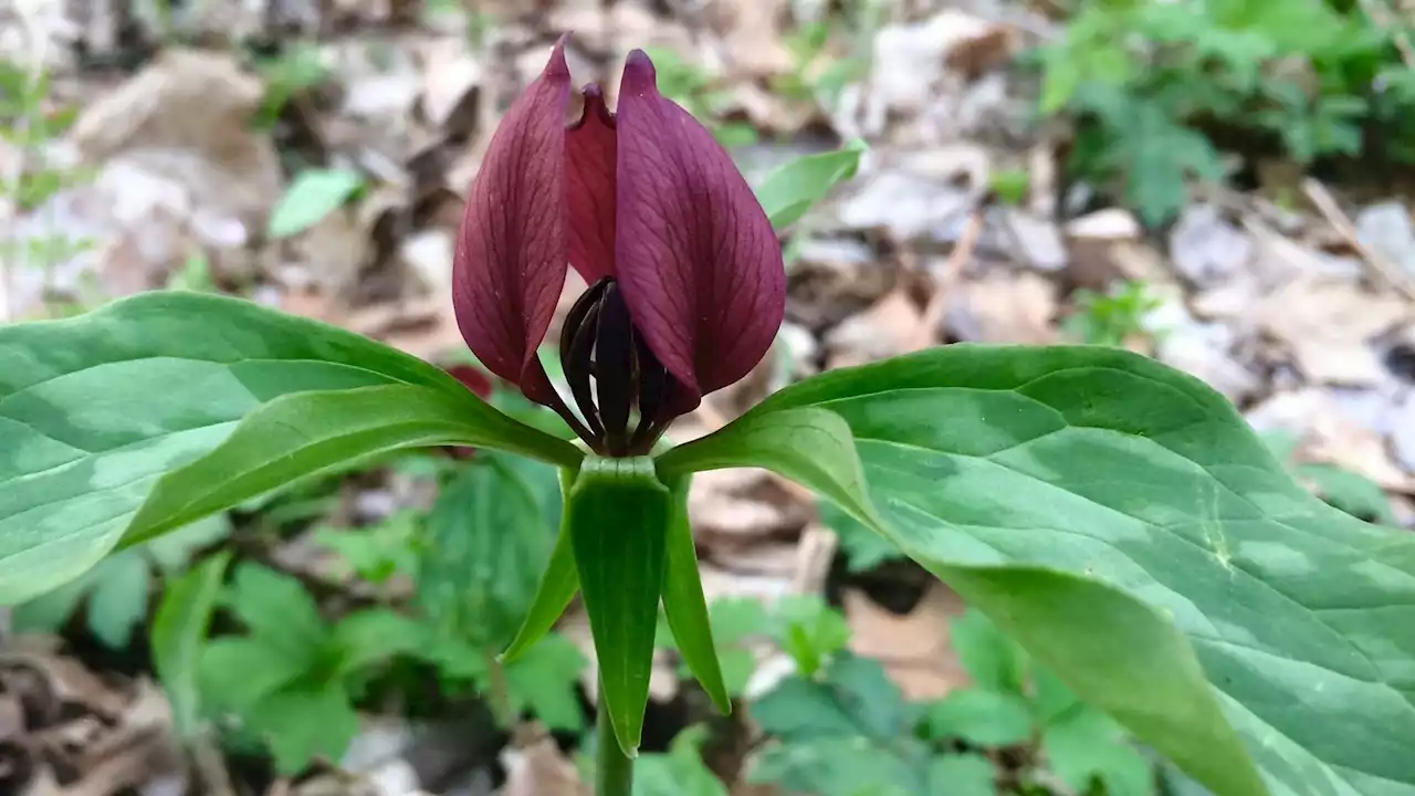 It’s Chicago vs. The World in Weekend’s Global City Nature Challenge ‘Bioblitz’