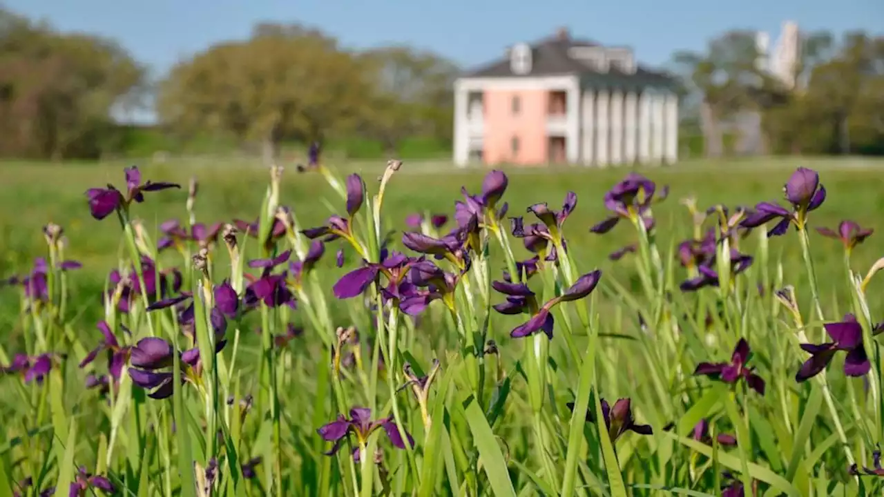 National park battlefield irises may mark razed Black homes