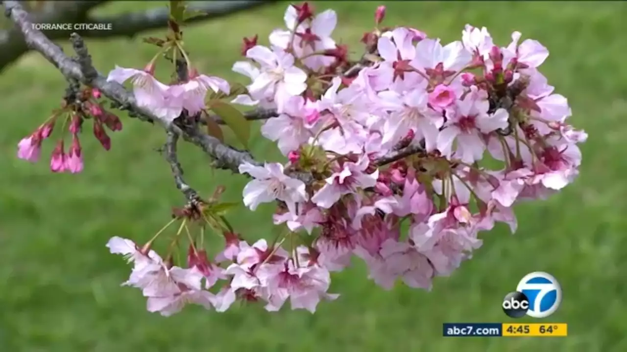 Torrance hosts 9th annual Cherry Blossom Festival for the first time since the pandemic