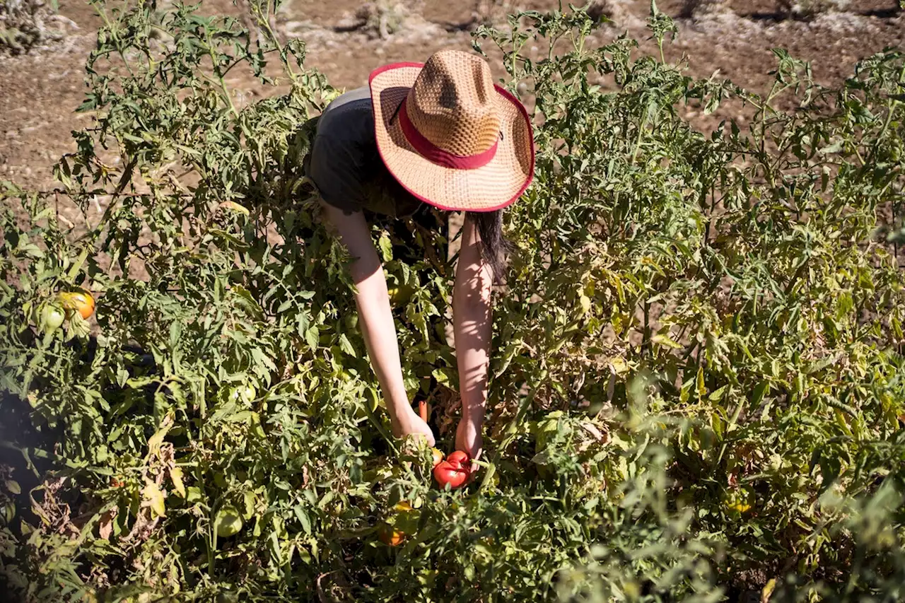 Das Pipi-Projekt: Berliner Hobby-Gärtner gießen ihre Tomaten mit Urin