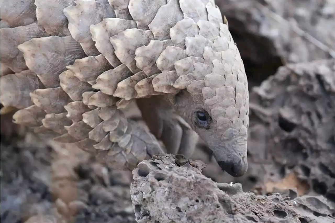 You can track pangolins and find rare animals, plants, and birds at this Big 5 reserve in SA | Businessinsider