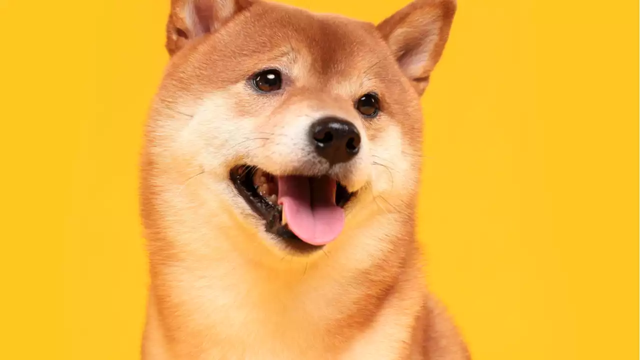 Shiba Inu Presents SHIB Metaverse With Over 100K Land Plots – Metaverse Bitcoin News