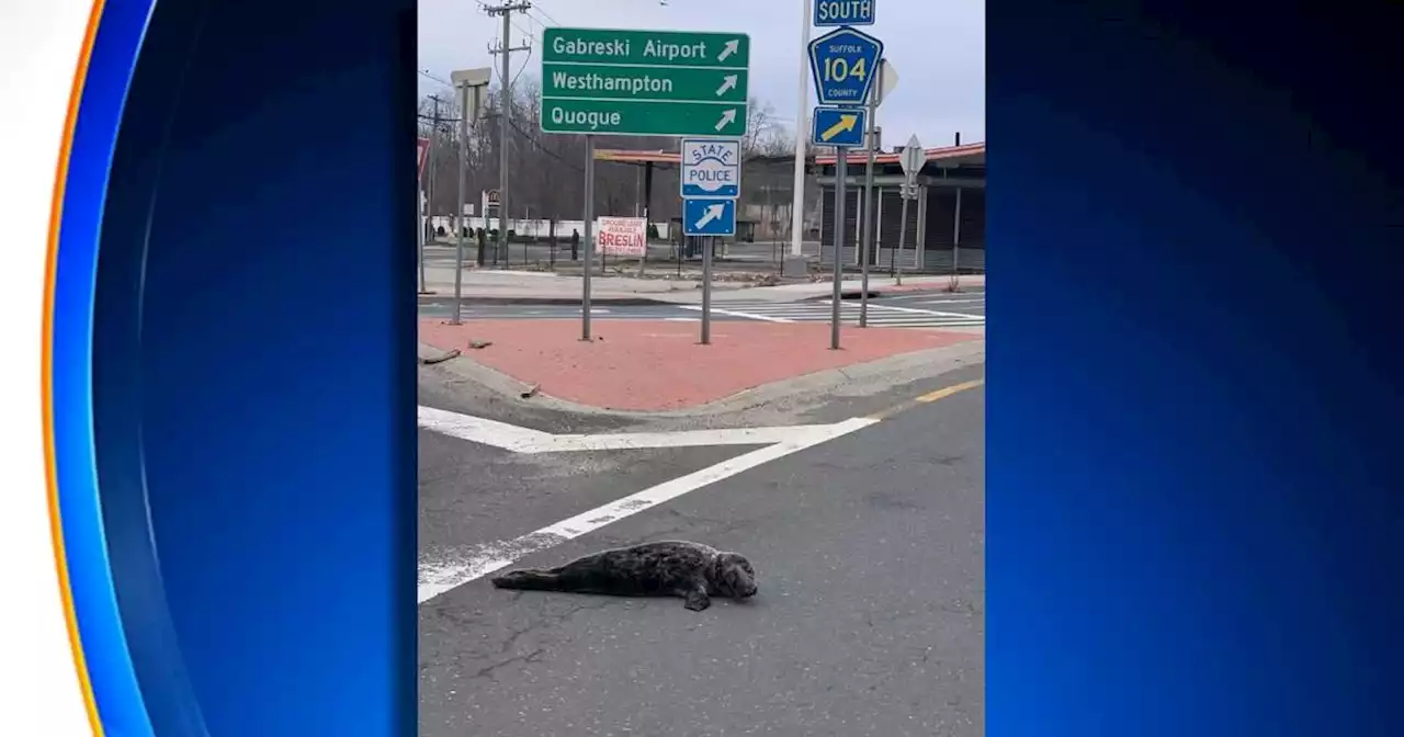 Long Island police rescue seal in the road