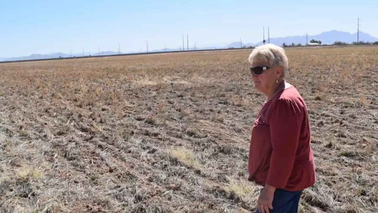 Empty canals, dead cotton fields: Arizona farmers are getting slammed by water cuts in the West