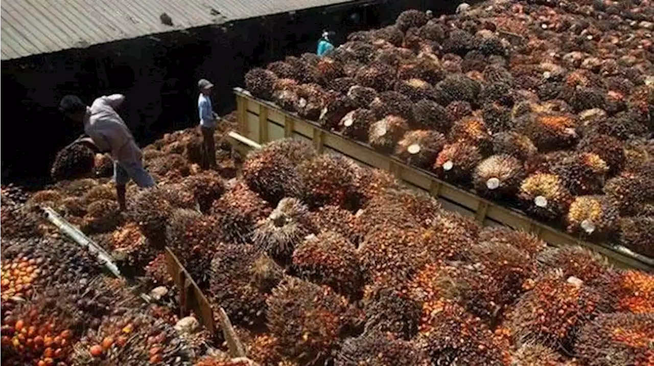 Harga CPO Jeblok di Pekan Ini, Minyak Goreng Kapan?