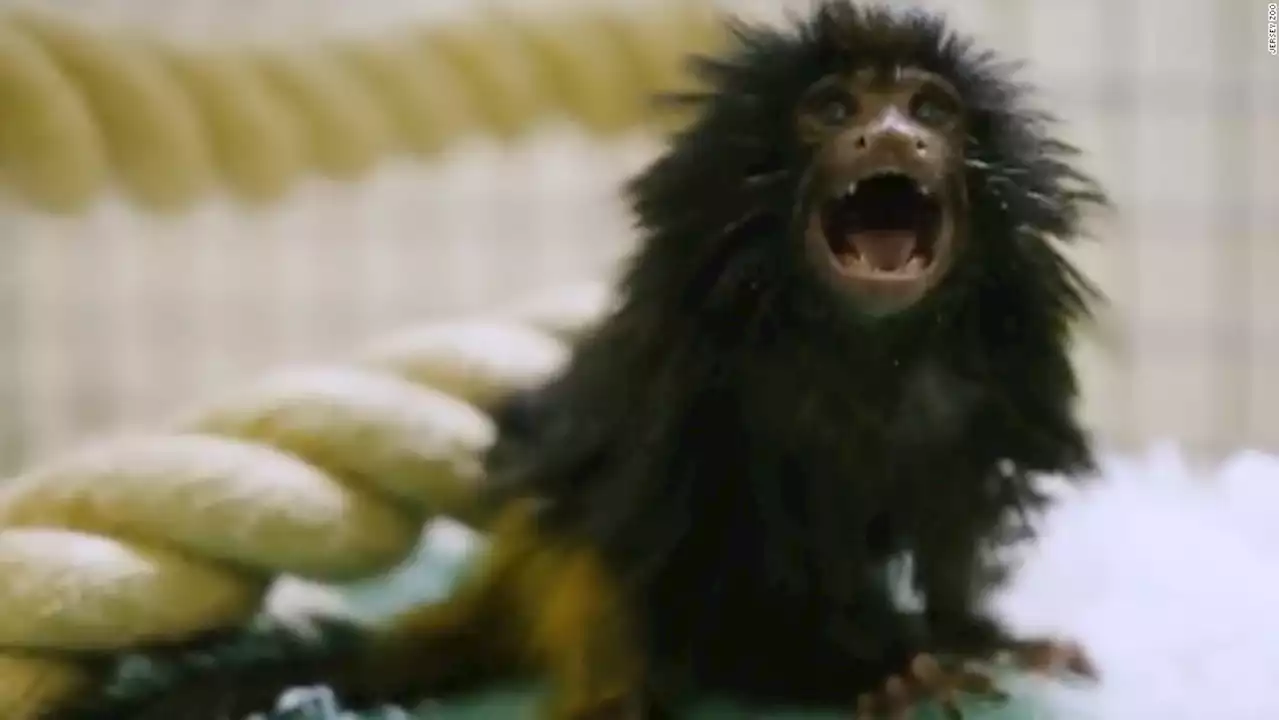 Rare black lion tamarin born at Jersey Zoo