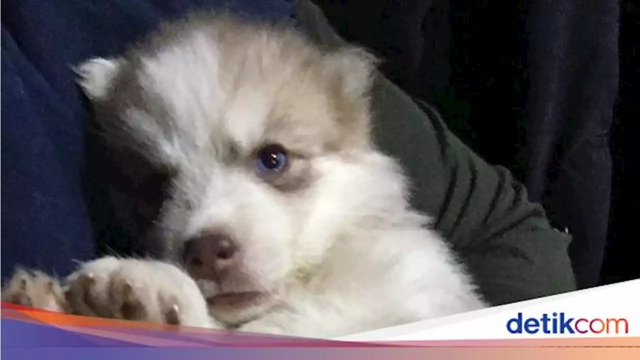 Duduk Perkara Wanita Tangerang Ngaku Dijemput Paksa Polisi Usai Tolong Anjing