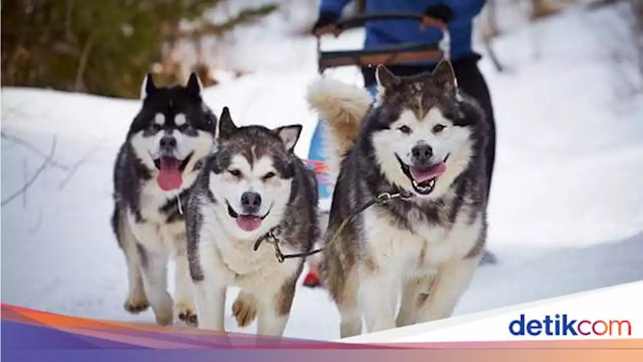 Polisi Bakal Mediasi Kasus 'Tolong Anjing tapi Dilaporkan' di Tangerang