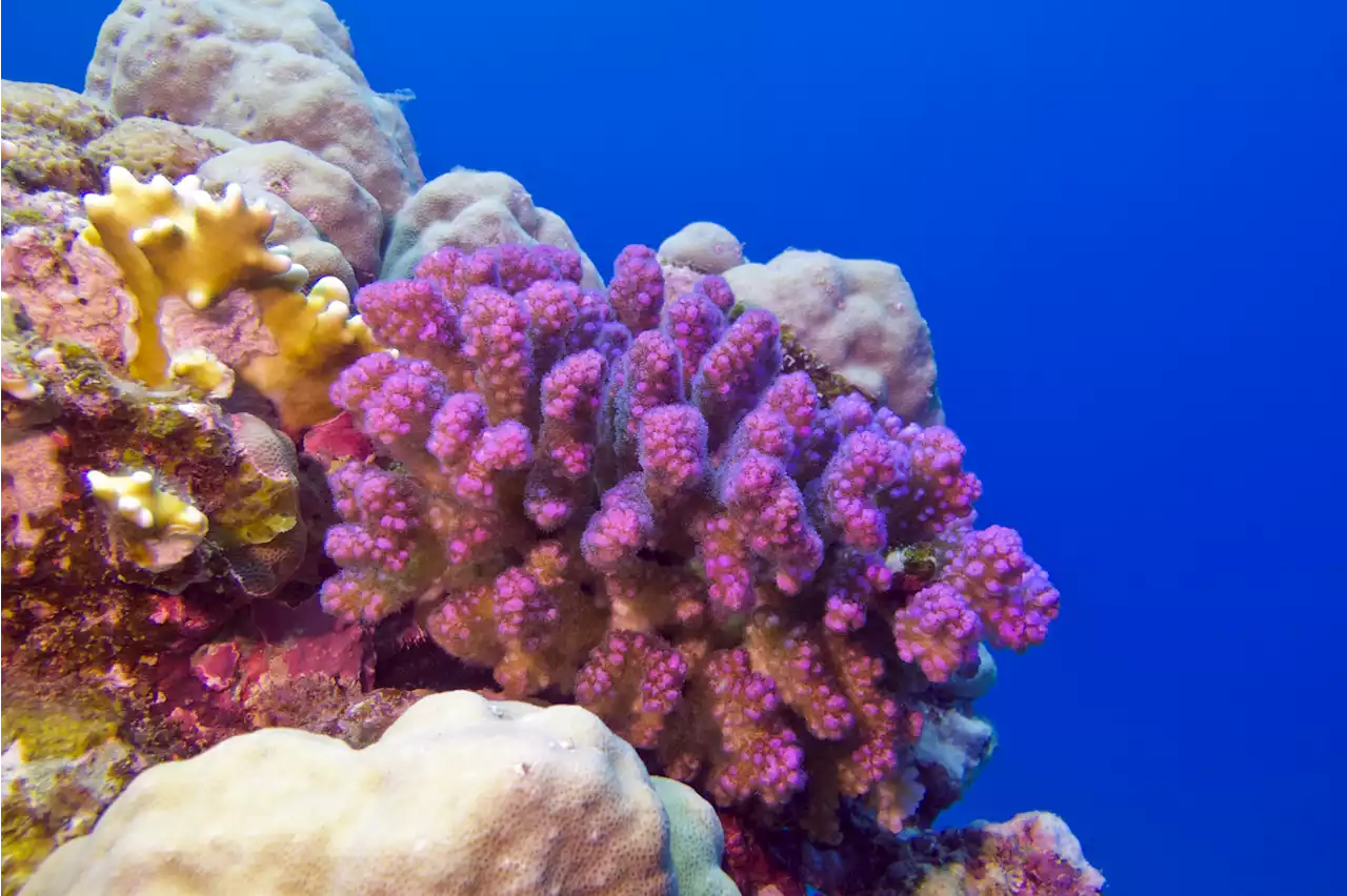 Hundreds of Molecules Explain the “Taste” and “Smell” of Coral Reefs