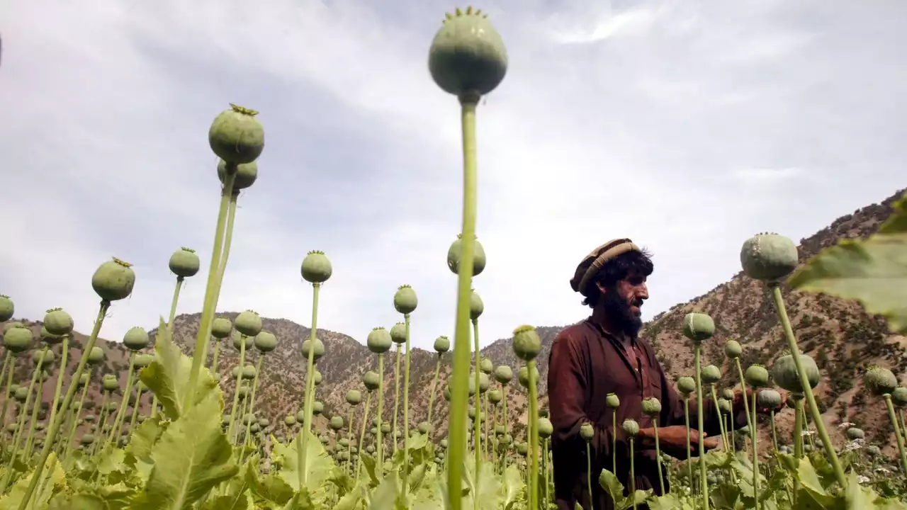 Taliban announce poppy production ban in Afghanistan