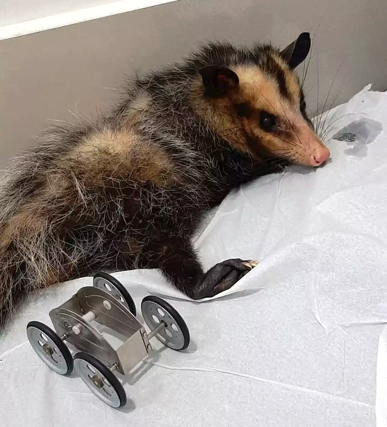 Gambá resgatada com ferimentos ganha 'minicadeira de rodas' para voltar a andar