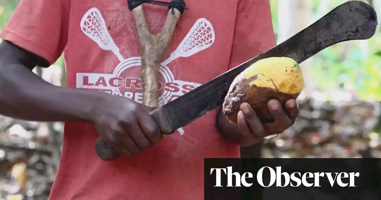 Cadbury faces fresh accusations of child labour on cocoa farms in Ghana