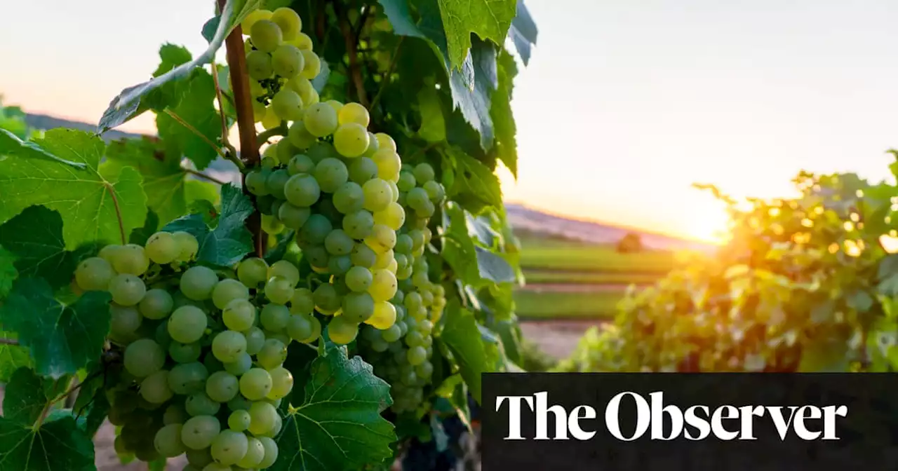 The best of Aldi’s wine | David Williams