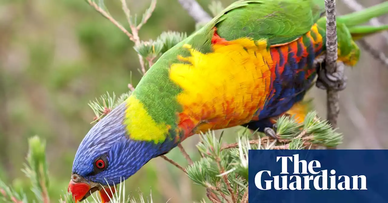 Here come the lorikeets! How garden trends can change the local wildlife