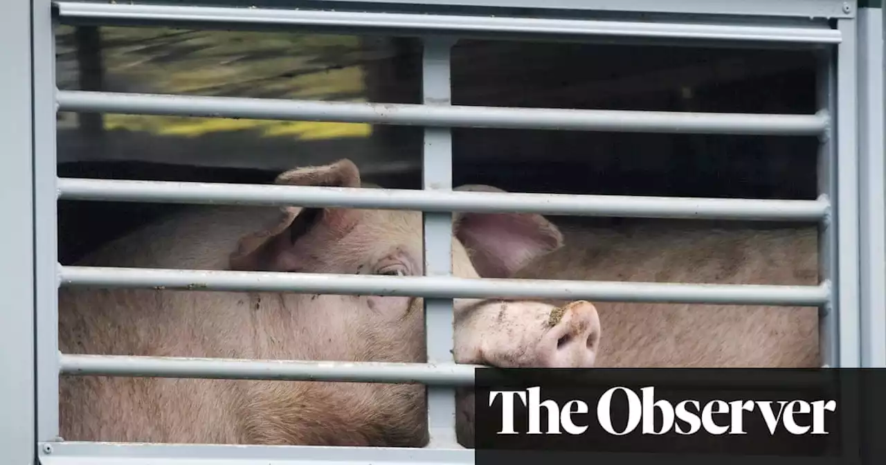 Swine fever risk if UK waives checks on imports from EU, say vets