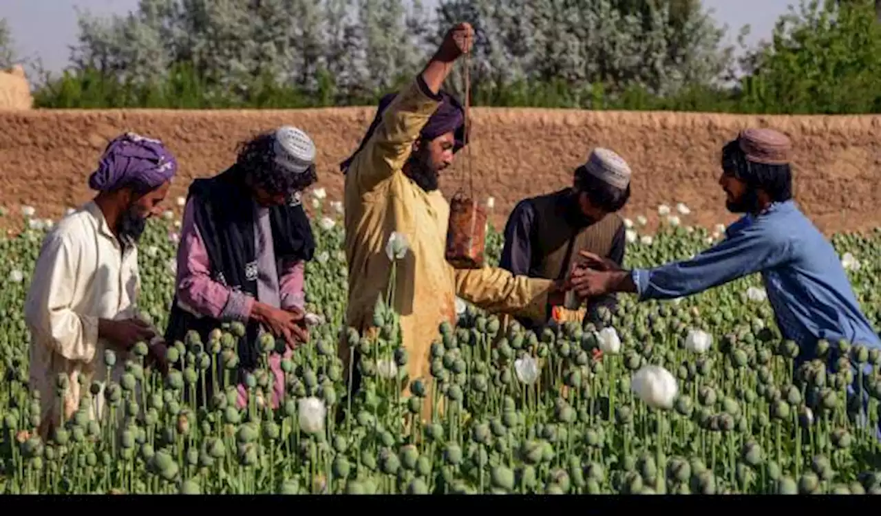 Bahan Baku Opium dan Heroin, Taliban Larang Tanaman Poppy di Seluruh Afghanistan