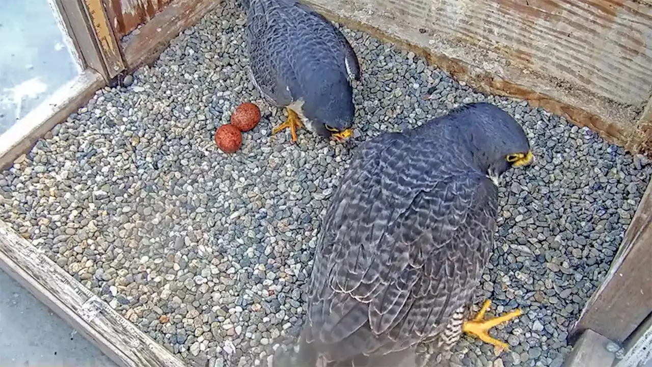 Berkeley Peregrine Falcon Finds Partner After Mate's Death