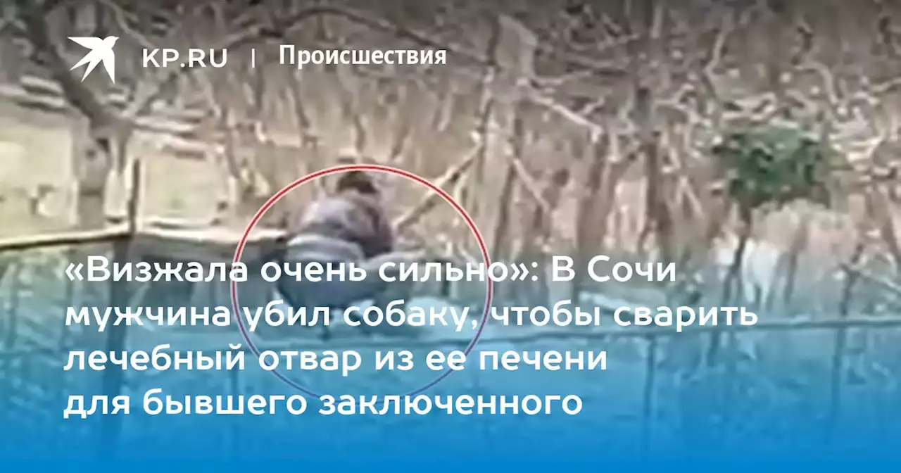 «Визжала очень сильно»: В Сочи мужчина убил собаку, чтобы сварить лечебный отвар из ее печени для бывшего заключенного