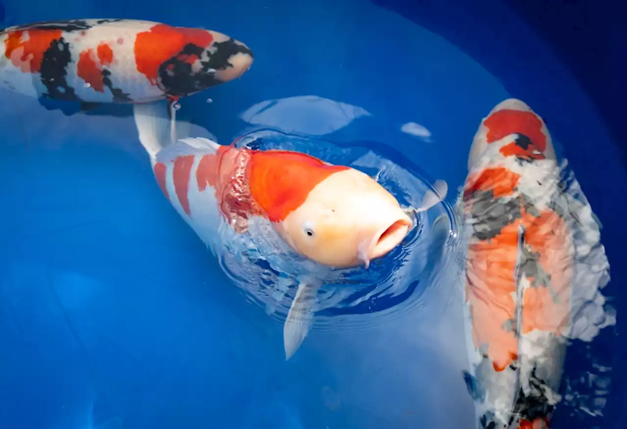 Koi lovers gather in San Jose for 14th annual competition, exhibition