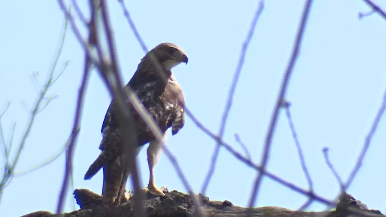 Hawk Impaled By Stick Released Back Into Wild in Dallas