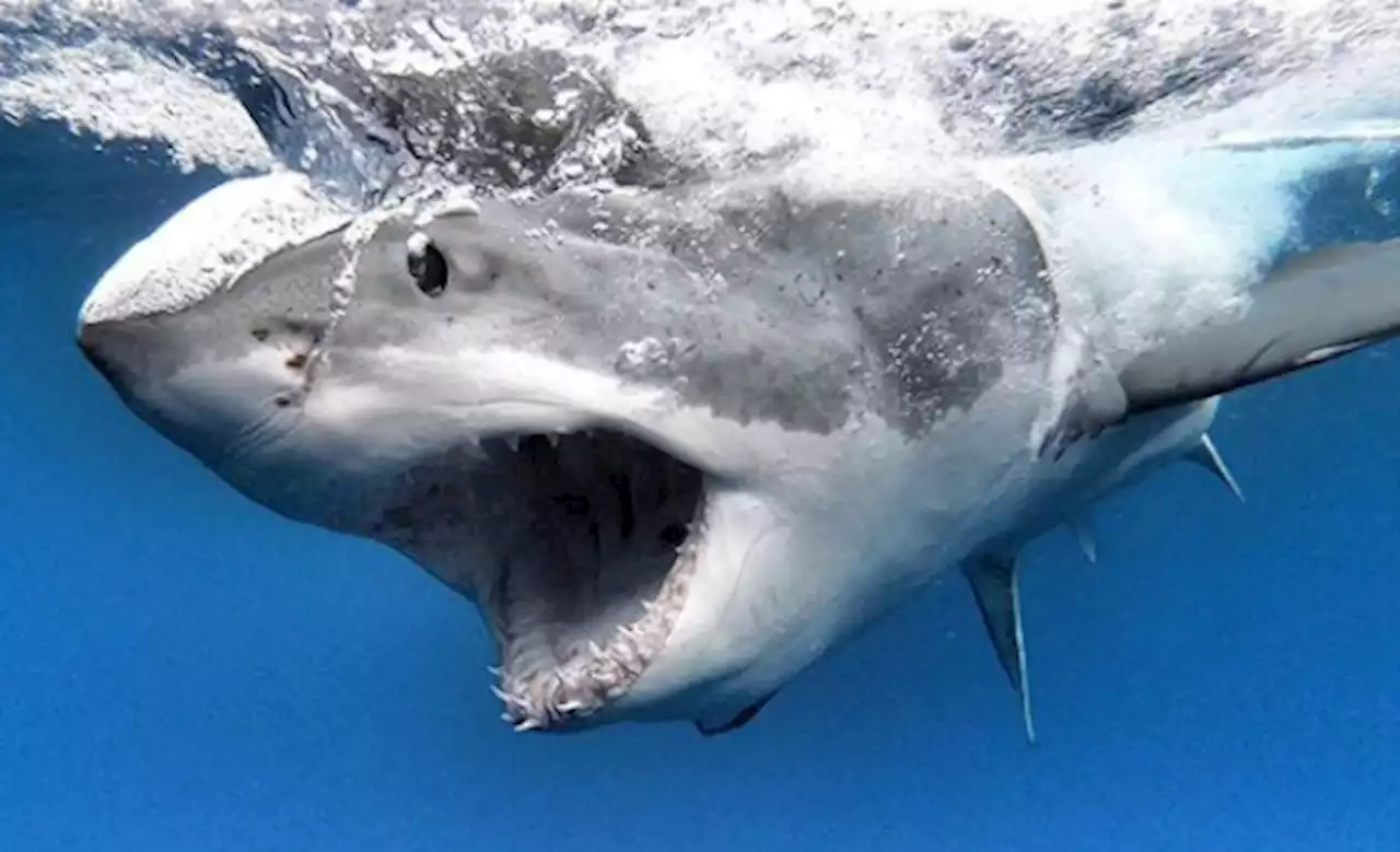 'I swim with great white sharks for a living'