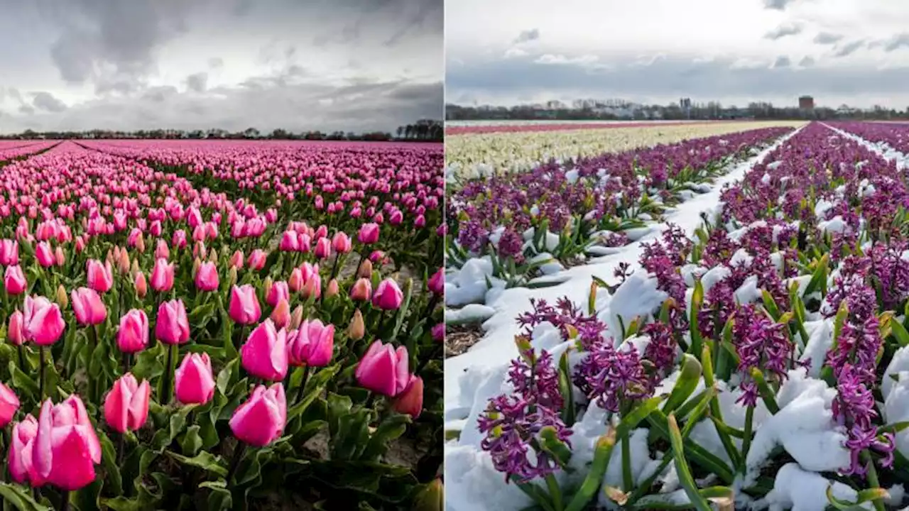 Het weer in Nederland in beeld: 'vier seizoenen' in een week