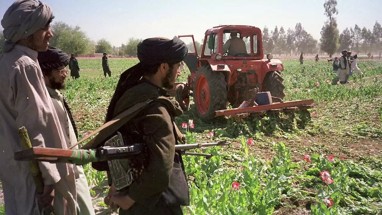 Taliban verbieten Bauern den Anbau von Mohn