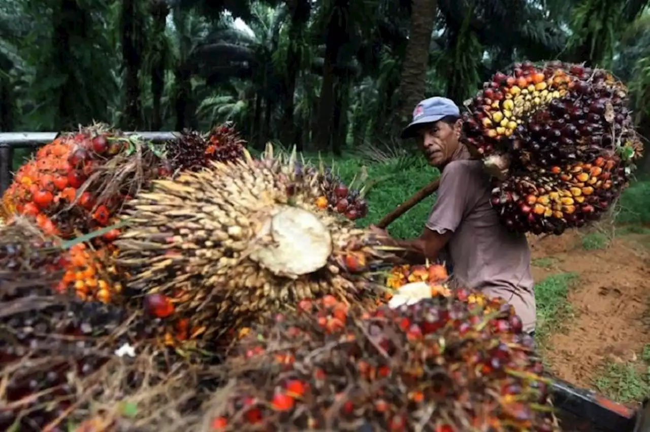 Harga CPO Tinggi, Petani Sawit Panen Mobil Baru