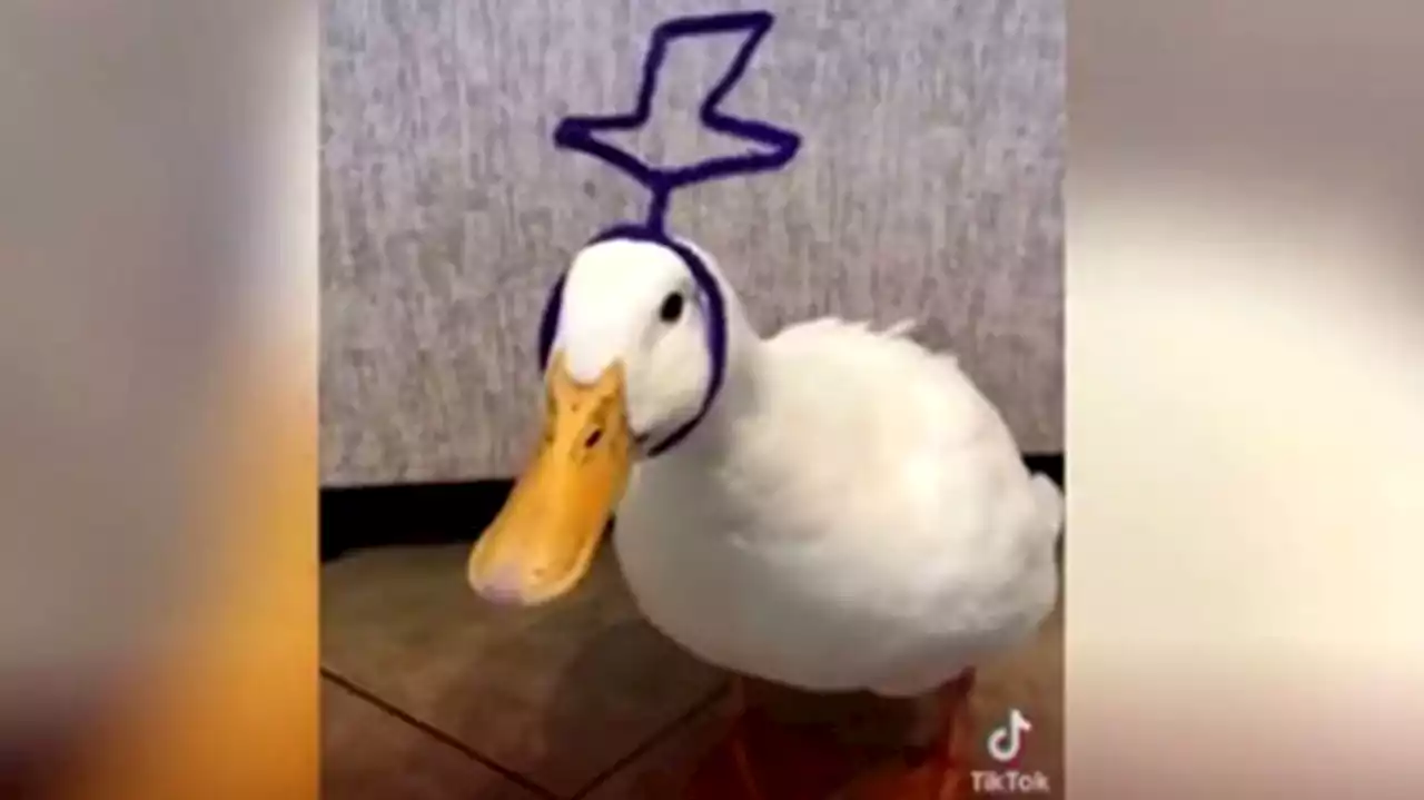 Ausflüge, baden und tanzen: Ente Aflac ist ein echter Star auf Tiktok