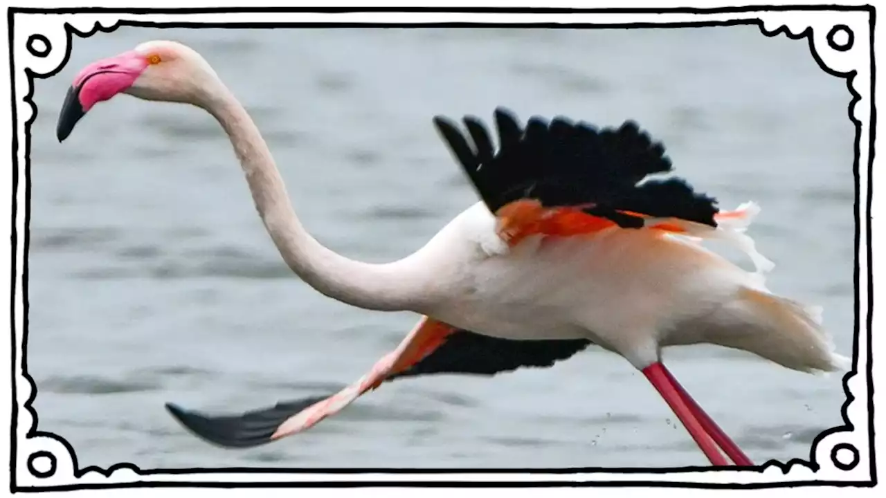 Texas: Flamingo noch immer auf der Flucht