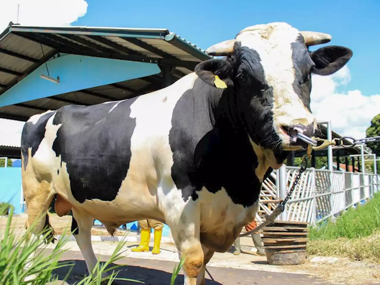 A diet of industrial hemp might help calm stressed-out steers