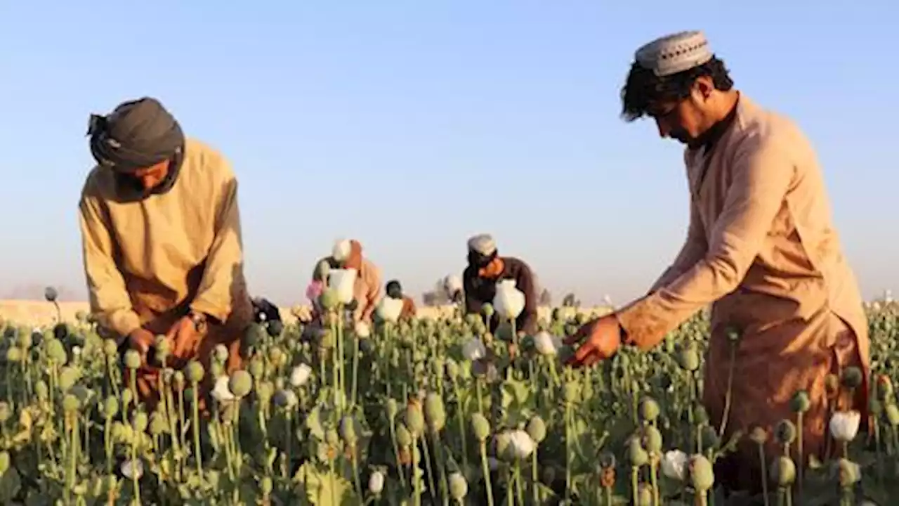 Afghan Taliban bans narcotics cultivation, including lucrative opium