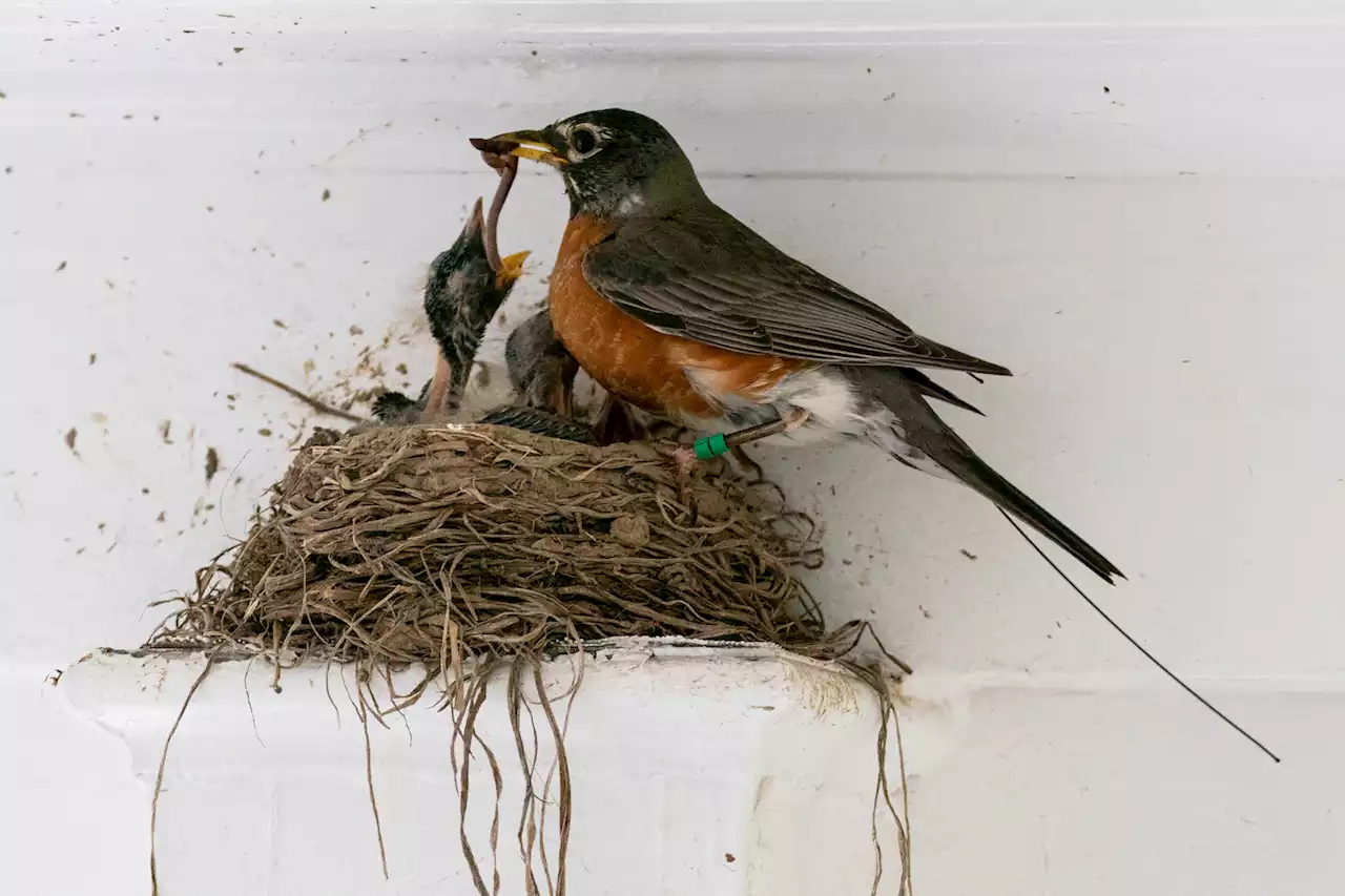 Birds are laying their eggs a month earlier than normal