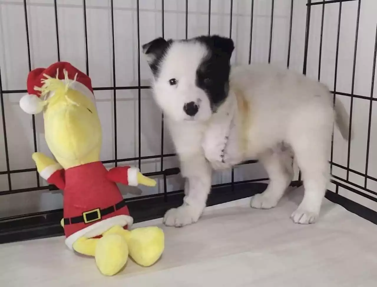 Puppy who lost his leg after a horse stepped on him is up for adoption